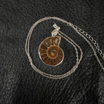 Load image into Gallery viewer, Ammonite