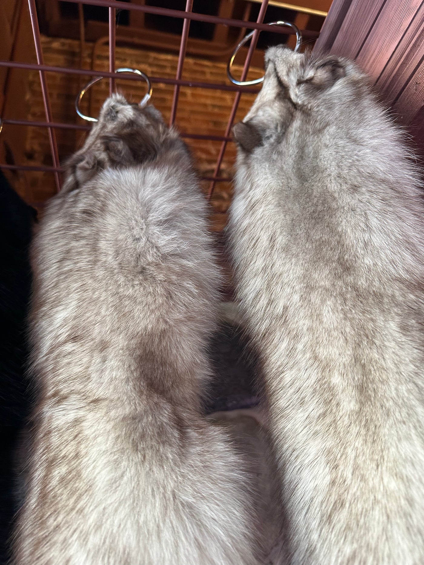 Vintage Silver Fox Pelt with Tail