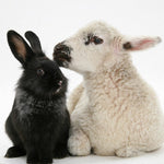 Load image into Gallery viewer, Assorted Fur Scraps