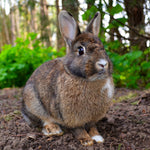 Load image into Gallery viewer, Assorted Fur Scraps