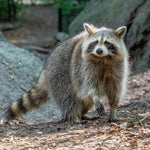 Load image into Gallery viewer, Assorted Fur Scraps