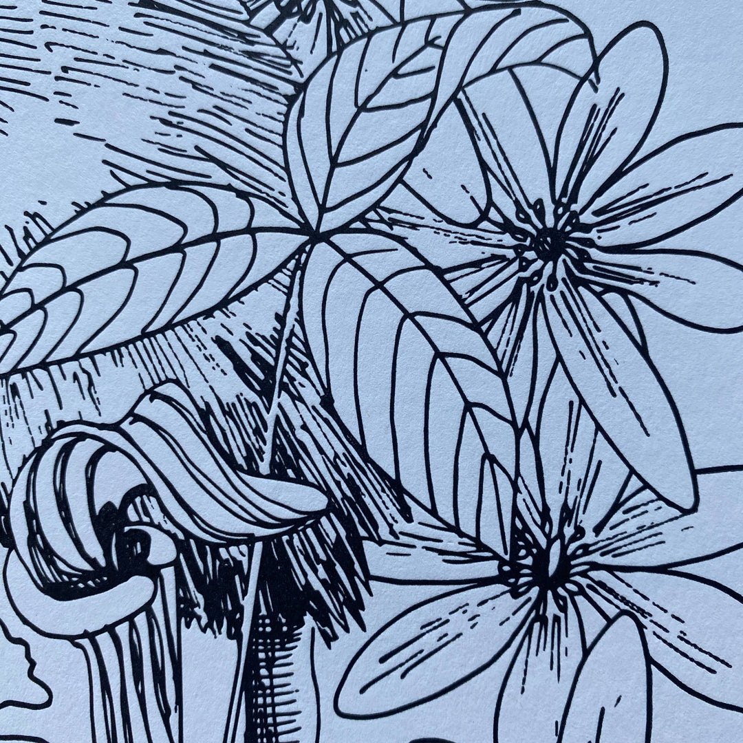 Possum & Native Flowers 11x14 Print