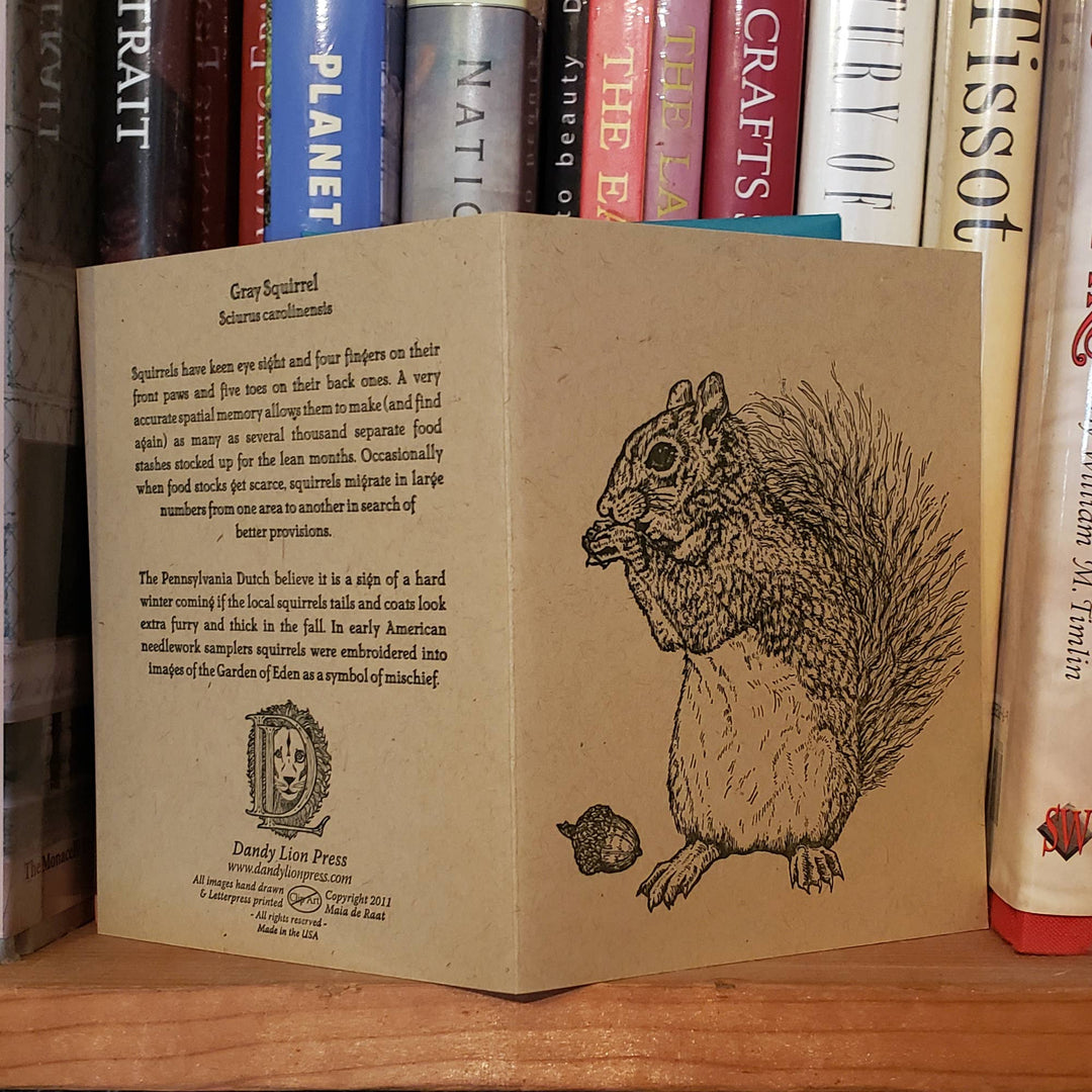 Grey Squirrel Card