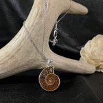 Load image into Gallery viewer, Ammonite
