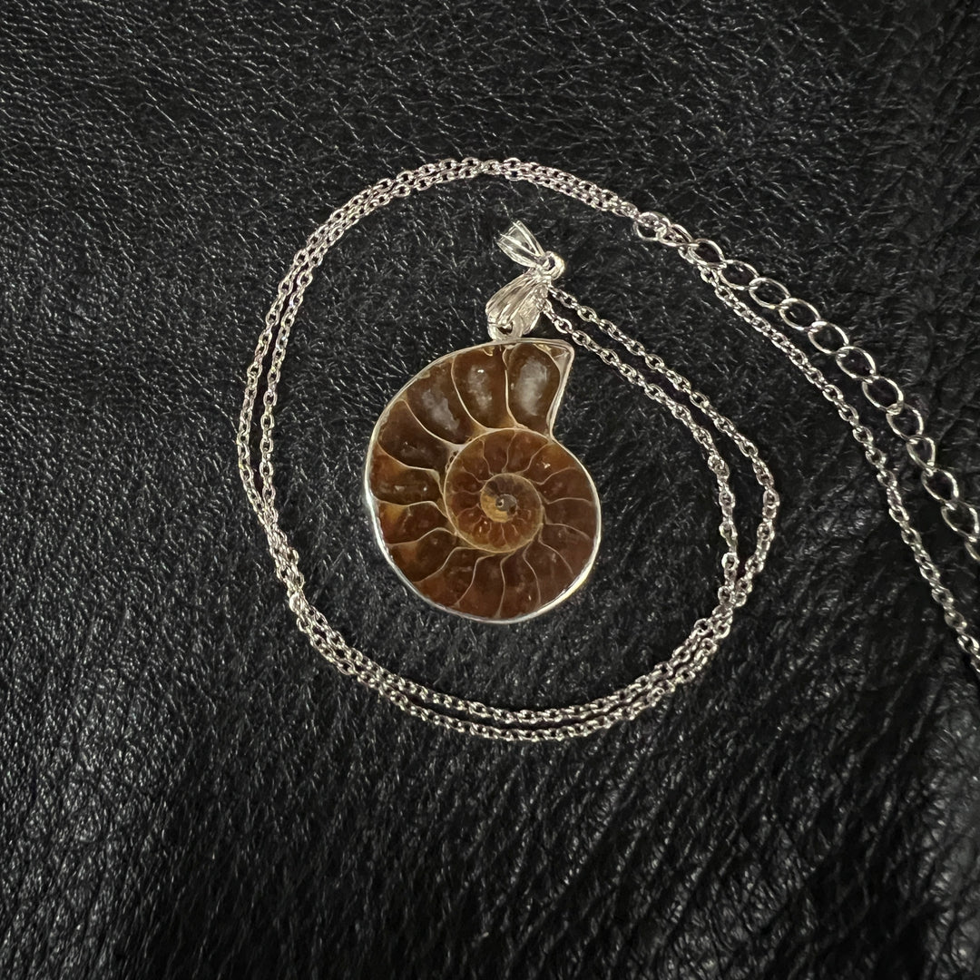 Ammonite