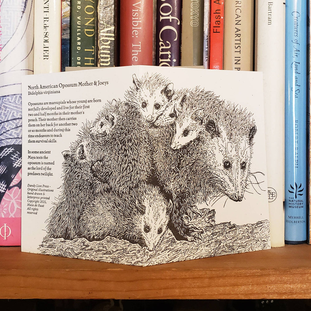 Mother Opossum and Joeys Card